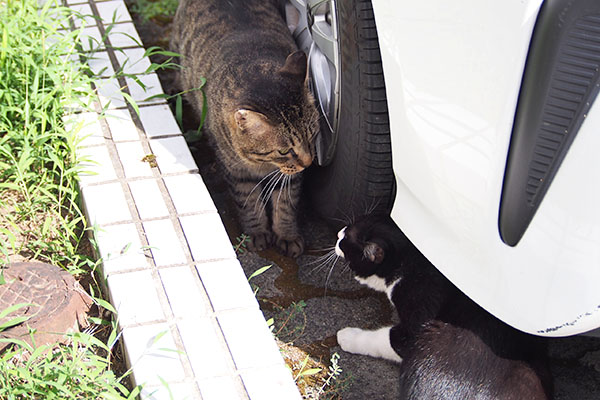 シマヲとこまち　シャー