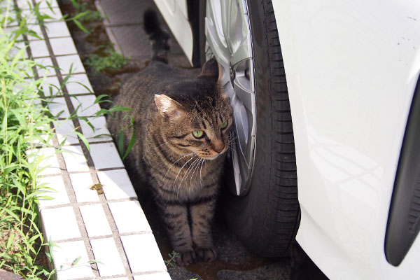 シマヲ　あまり気にしてない