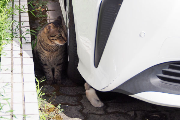 シマヲとこまちの後ろ足