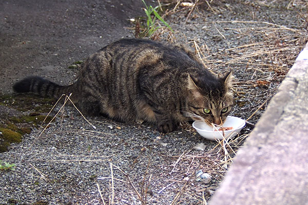 シマヲ　食べてる