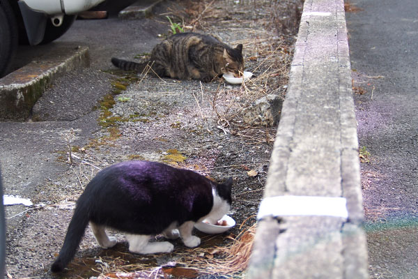 シマヲとこまち　並んで