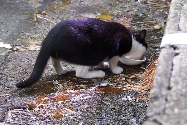 こまち　食べてる