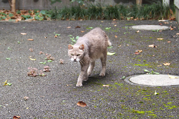 グリ　こちらへ