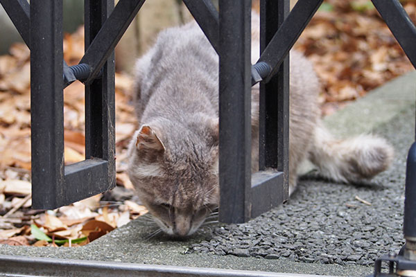 グリ　食べる