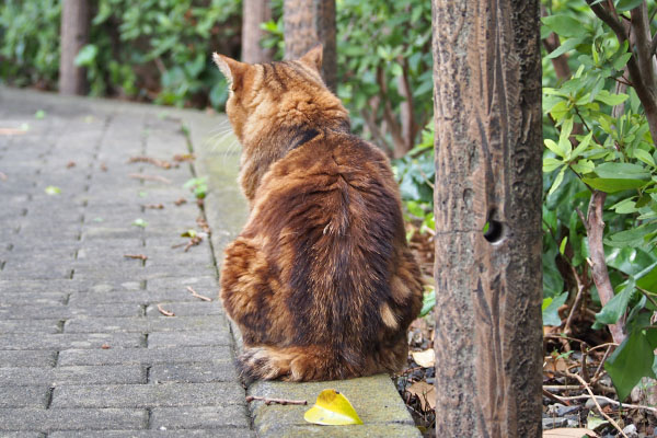 クラタン　食後の背中