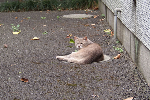 グリ　翌日　手前のマンホールに