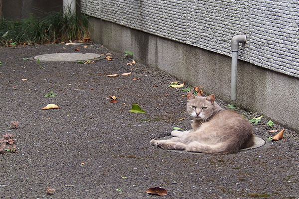 グリ　手前のマンホール