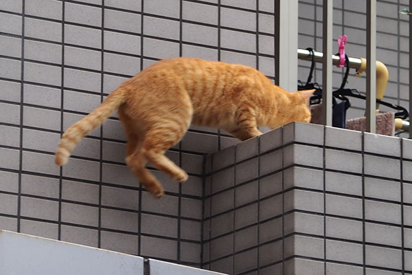 つぶ　跳ぶ