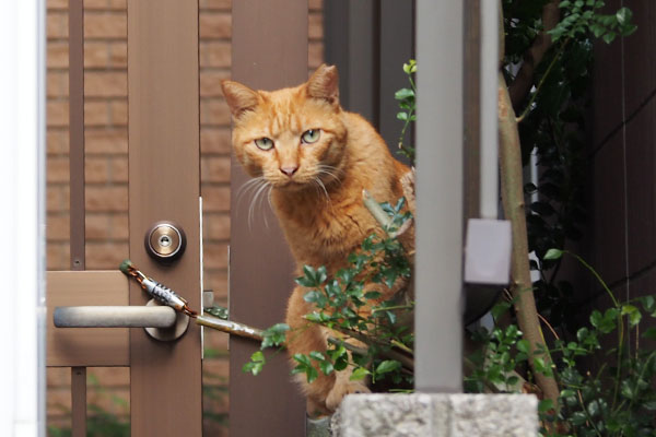 ポー　覗き込む