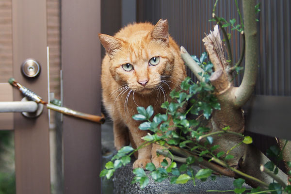 ポー　出て来た