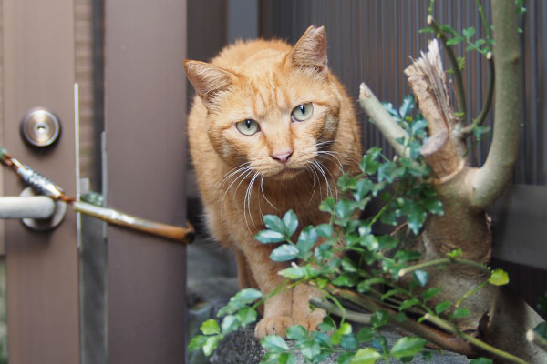 ポー　遠くを見る