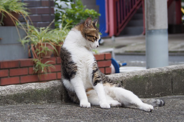 コルビ　横座り　上半身伸び