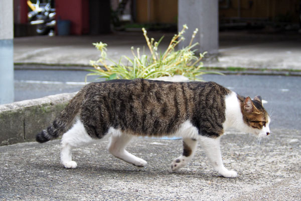 コルビ　家と反対に移動