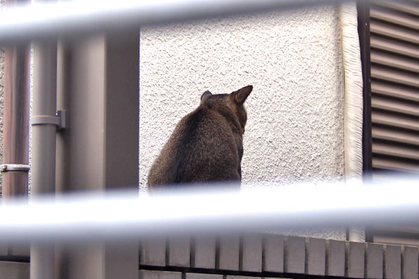 アビ　塀の上背中