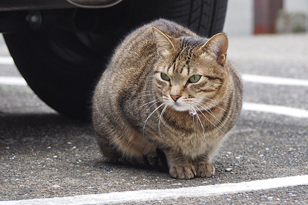 らい太　来てるにゃ