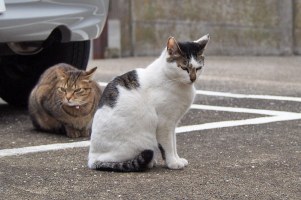 しろまる　残される