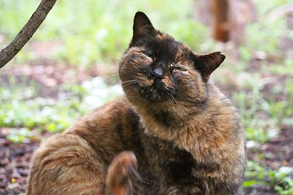 ロミ　首が痒くなった