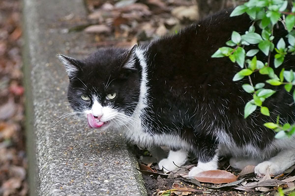 ポチ　食後はいつも通りの目