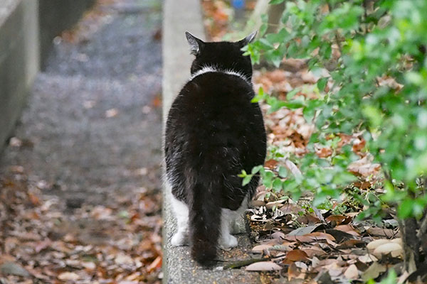 ポチ　満足の背中