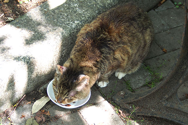 フォックス　食べる