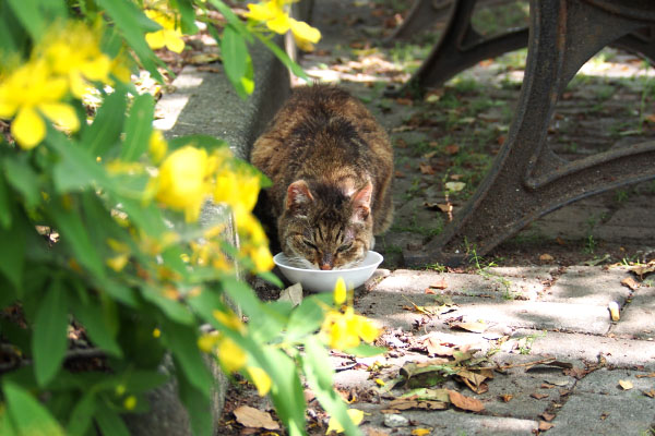 フォックス　花越しの食べる様子