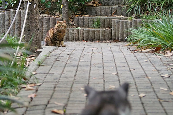 クラタンとタンタル　お互いを確認