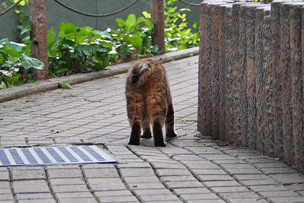 クラタン　歩き出す