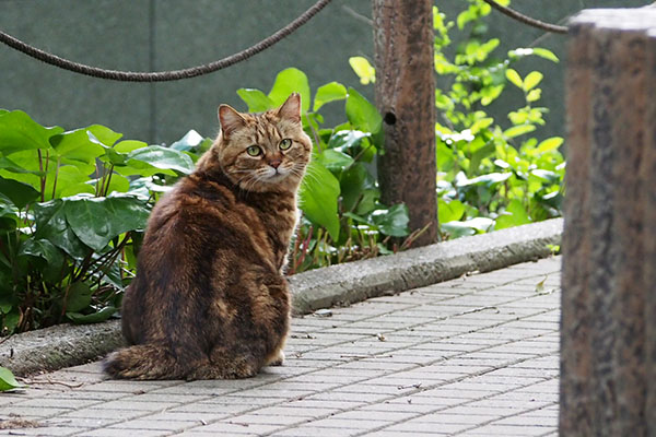 クラタン　振り返る