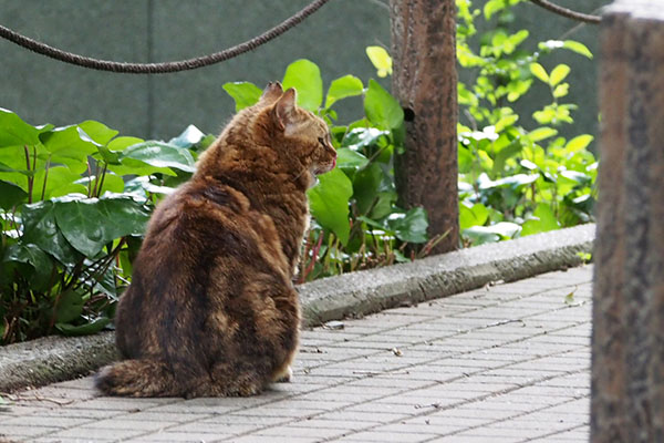 クラタン　辛抱強く待つ