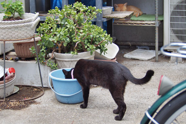 モノタ　水を飲む