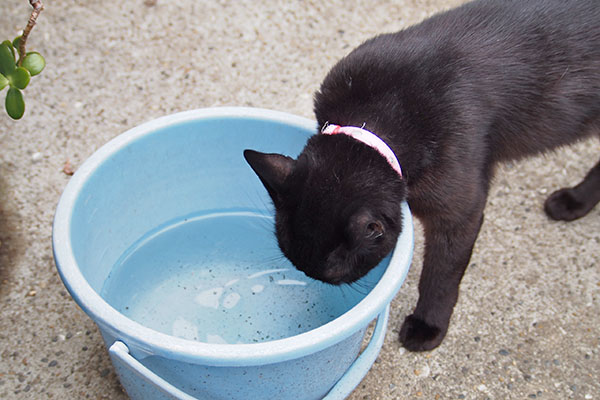 モノタ　お水ちょいちょい