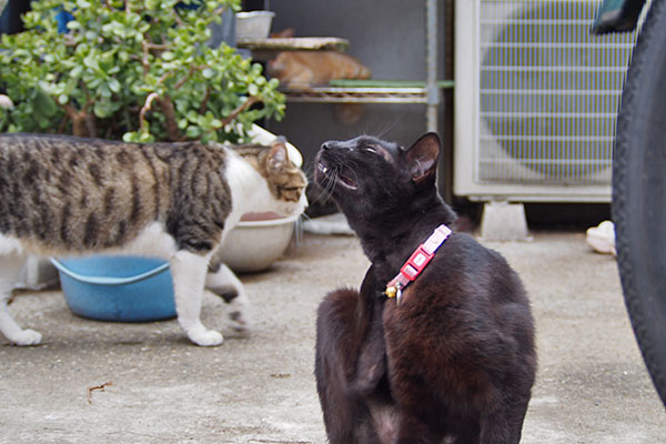 モノタ首をカキカキ