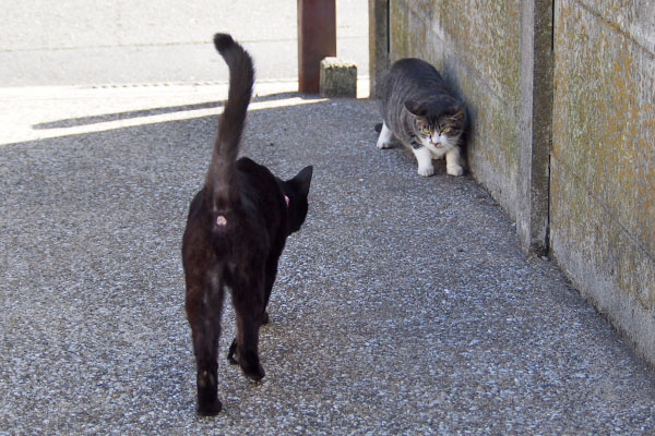 やっと来たリンクスにモノタ