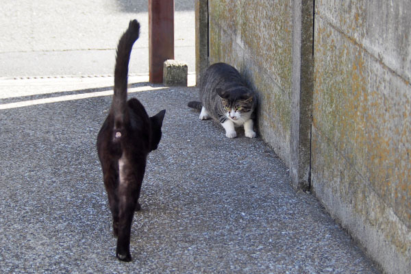 後ずさるリンクス　モノタ