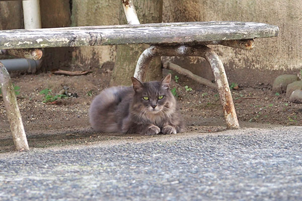 マフ　ベンチ　まっすぐ見てくる