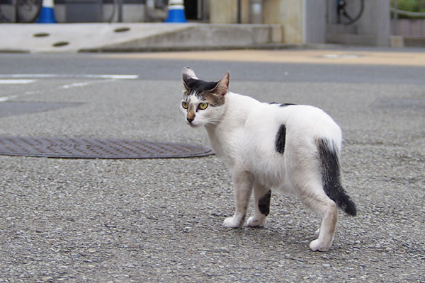 shiromaru standing