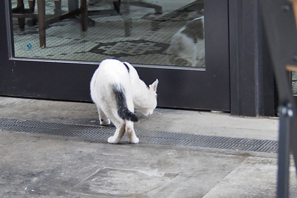 しろまる　お店のドア前を嗅ぐ