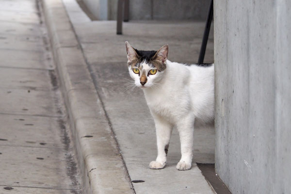 しろまる　誰か見えたのか