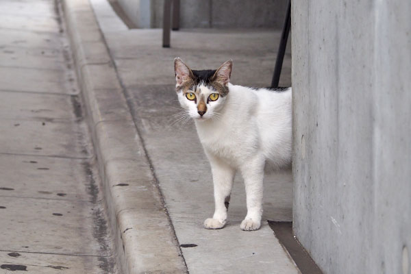 しろまる　撮るヒトを見る