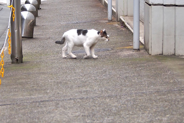 しろまる　来た