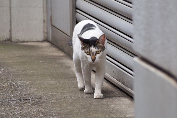 しろまる　見つめながら来る