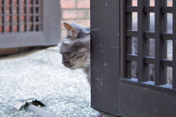 マフ　横向く