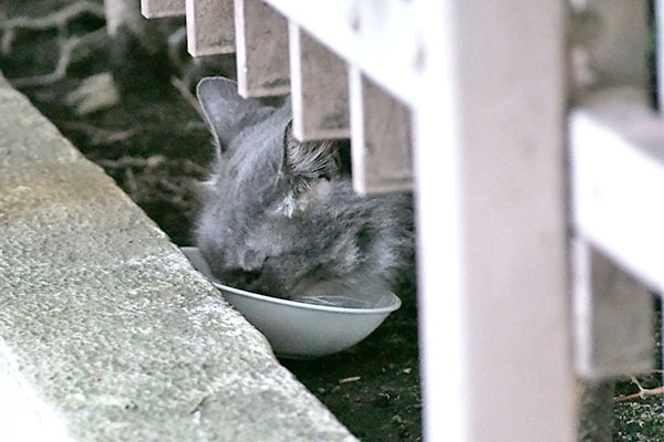 マフ　召し上がる