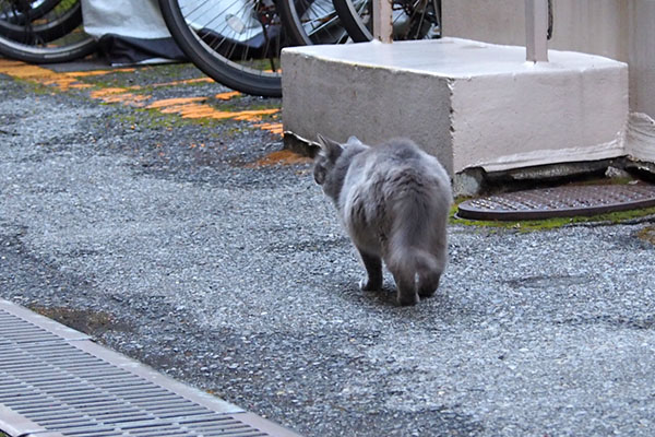 マフ　ゆっくり歩く