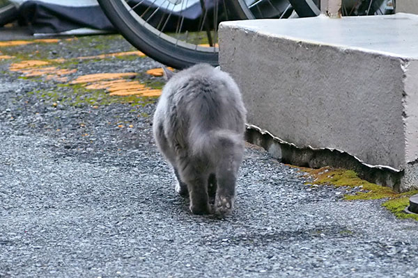 マフ　しっぽゆらゆら