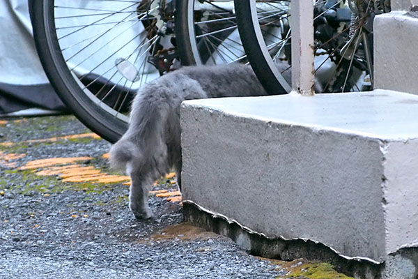 マフ　消えてゆく