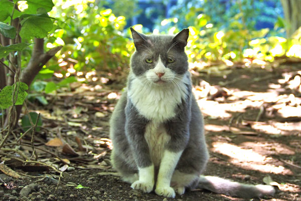 otto sit and staring