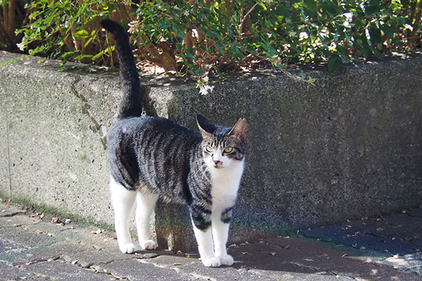 リンクス　ポチを見てる