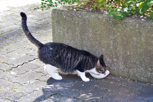 食べる　リンクス