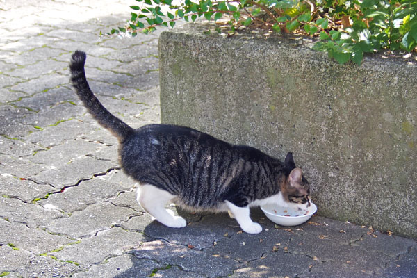 リンクス　食べる２